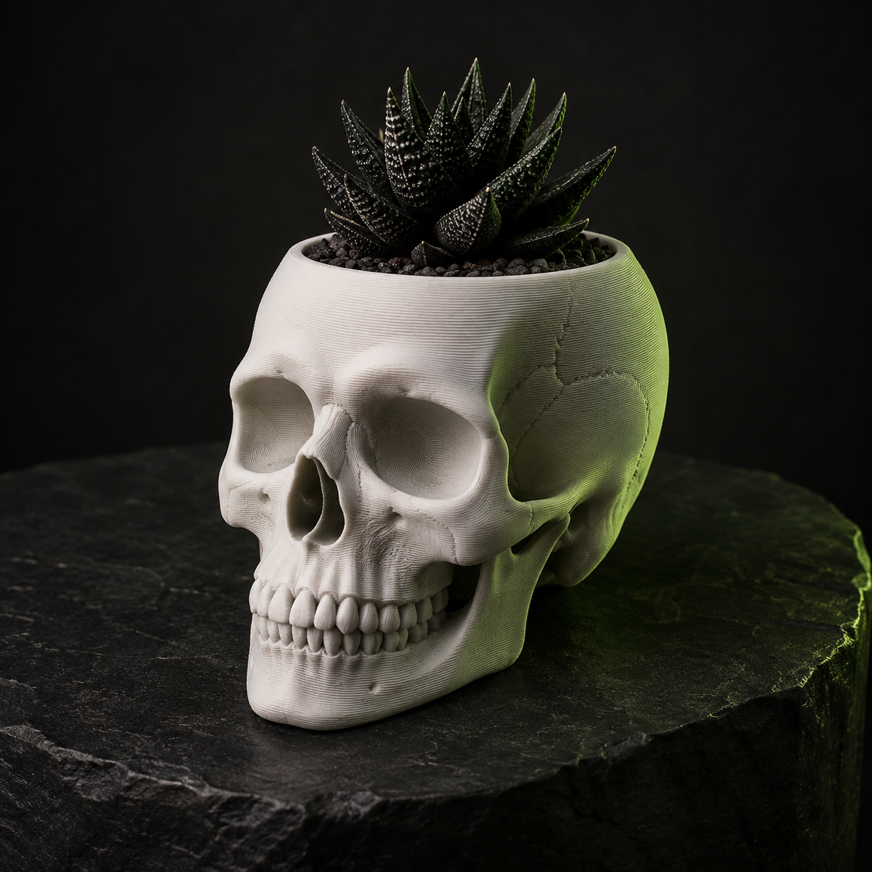 Bone-white 3D printed skull planter with dark succulent
